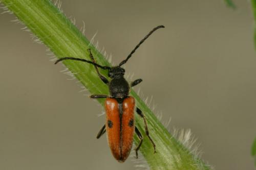 Vadonia unipunctata