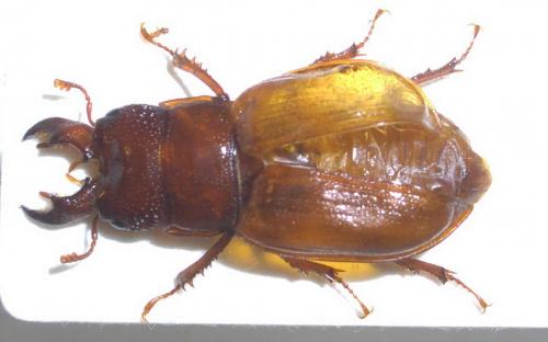 Ceruchus chrysomelinus