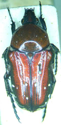 Leucocelis sp.