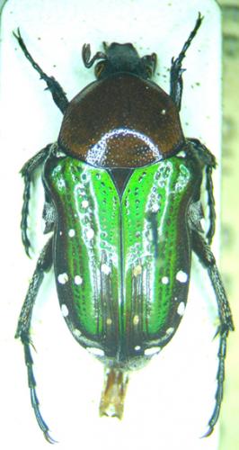 Leucocelis sp.