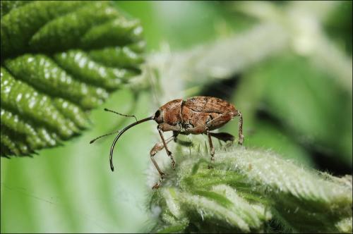 Réf. 29 918 : Curculio glandium