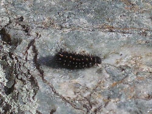 Réf. 29 172 : Melitaea sp.