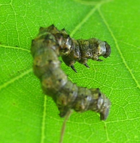 Phigalia pilosaria
