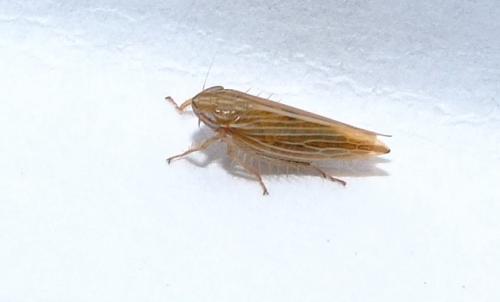 Mocydia crocea