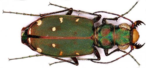 Réf. 29 330 : Cicindela maroccana pseudomaroccana