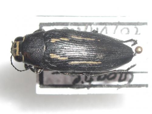 Buprestis dalmatina