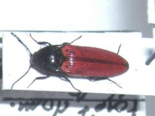 Ampedus sp.