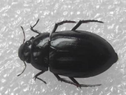 Réf. 29 912 : Hydrochara caraboides