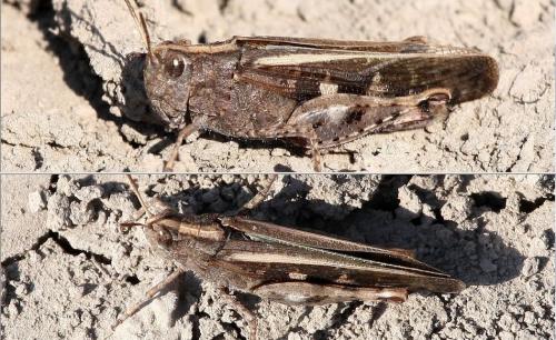 Réf. 29 039 : Aiolopus strepens