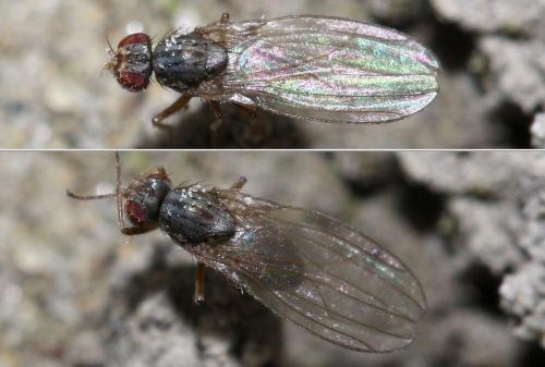 Réf. 29 413 : Scaptomyza pallida