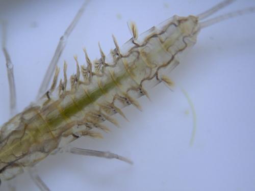 Cloeon dipterum