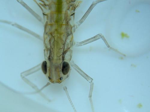 Cloeon dipterum