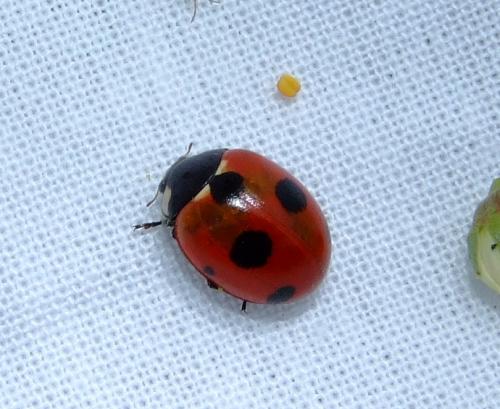 Réf. 29 633 : Coccinella magnifica