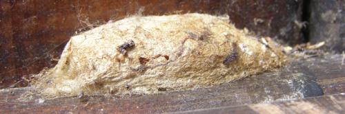 Réf. 29 374 : Dendrolimus pini