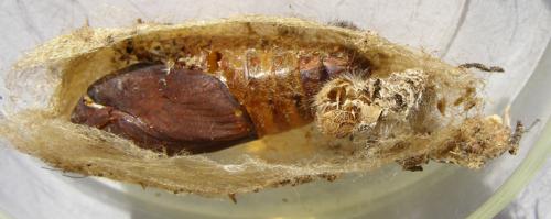 Réf. 29 375 : Dendrolimus pini