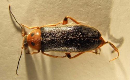Réf. 29 134 : Osphya bipunctata