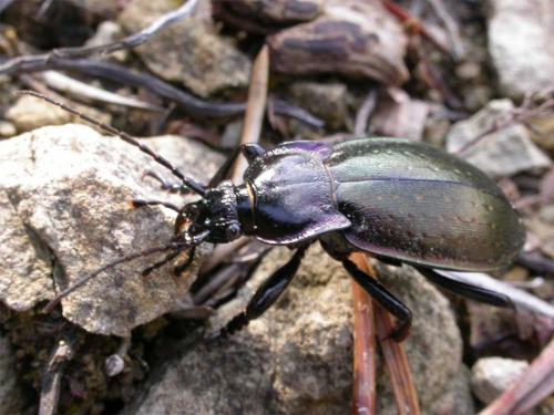 Carabus nemoralis