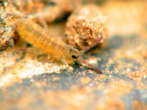 Desoria sp.