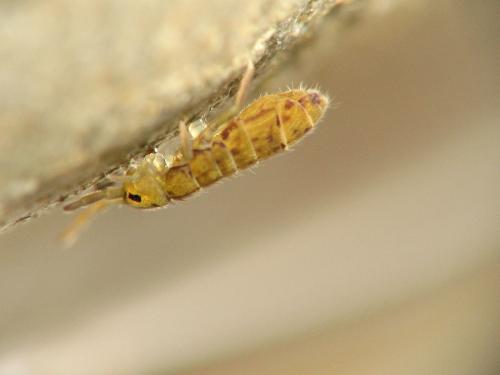 Desoria sp.