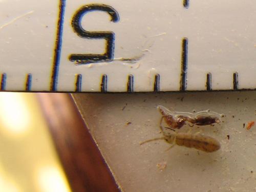 Desoria sp.