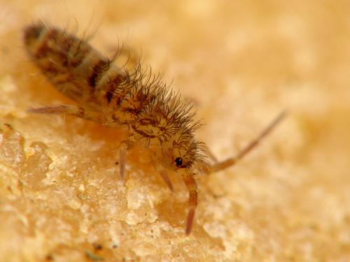Réf. 29 082 : Orchesella villosa