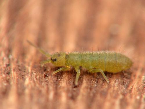 Réf. 29 077 : Isotoma viridis