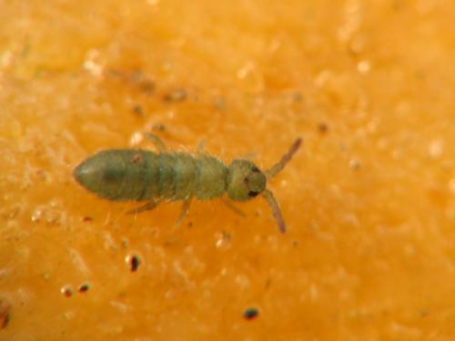 Isotoma viridis