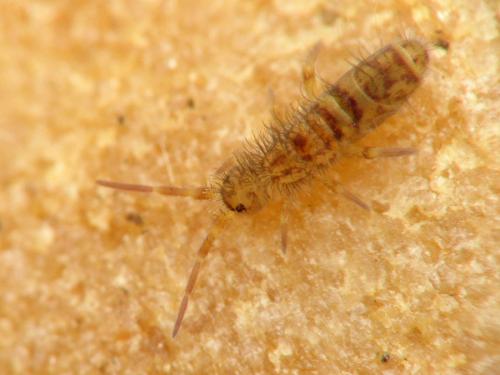 Réf. 29 083 : Orchesella villosa