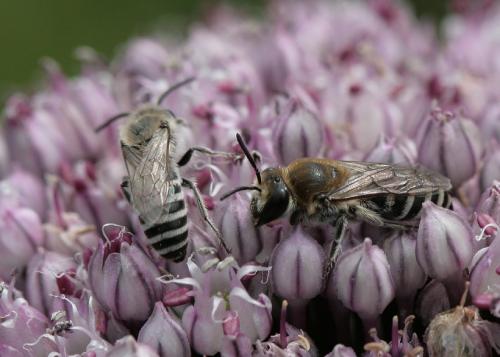 Colletes sp.
