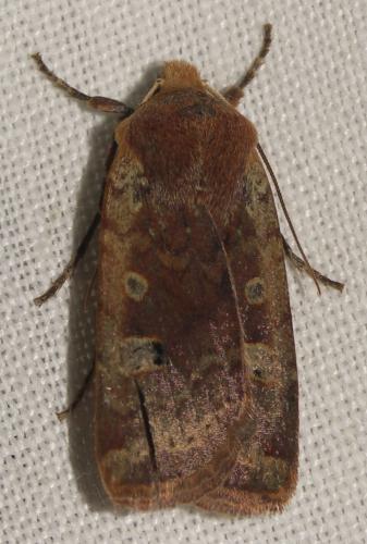 Réf. 29 056 : Conistra erythrocephala