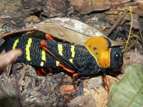 Monachidium lunum