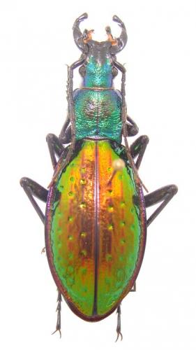 Carabus hybride