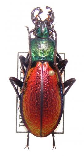 Réf. 29 847 : Carabus hybride