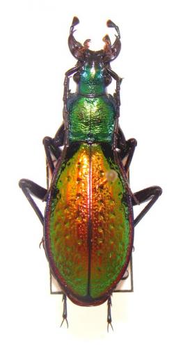 Carabus hybride