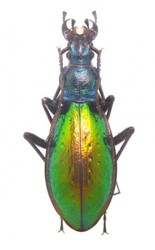 Carabus hybride