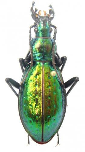 Carabus hybride