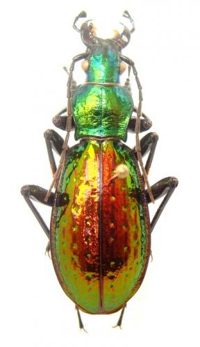 Carabus hybride