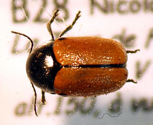 Réf. 29 274 : Cryptocephalus rugicollis