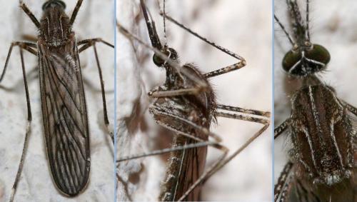Réf. 29 379 : Culiseta longiareolata
