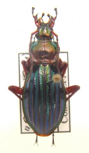 Carabus auronitens auronitens