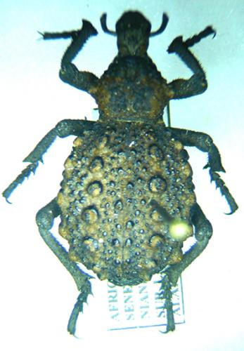 Réf. 29 966 : Brachycerus sp.