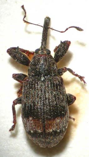 Anthonomus pomorum