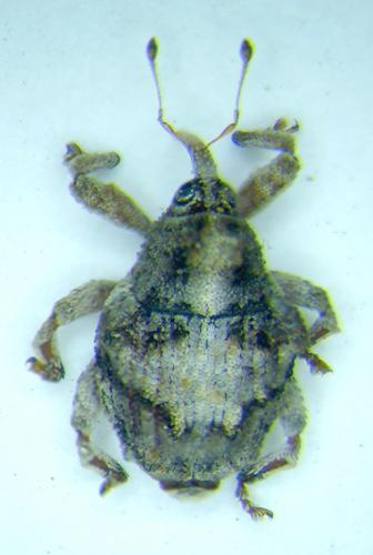Réf. 29 939 : Ceutorhynchinae inconnu