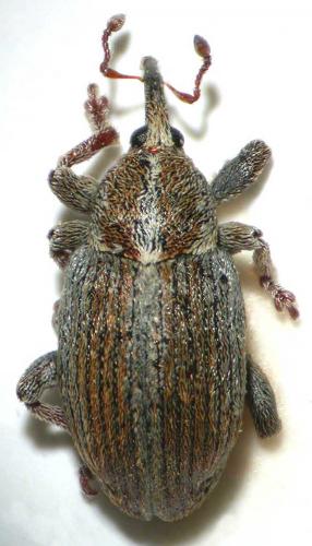 Réf. 29 073 : Tychius parallelus