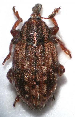Réf. 29 074 : Hypera sp.