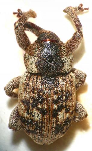 Réf. 29 075 : Pachytychius sparsutus