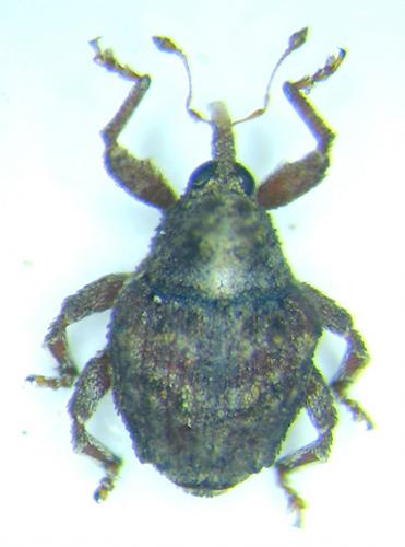 Réf. 29 940 : Ceutorhynchinae inconnu