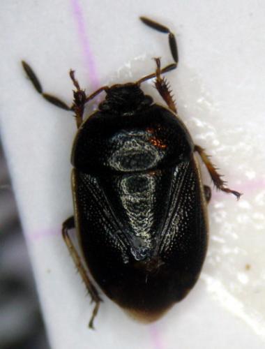 Adomerus maculipes