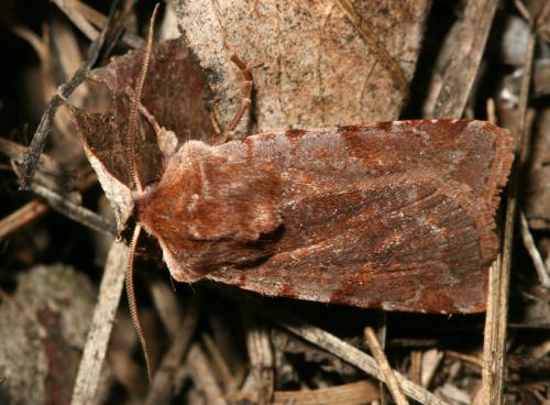 Cerastis rubricosa