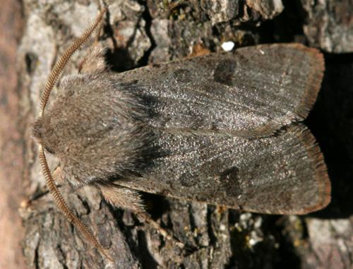 Réf. 29 534 : Orthosia populeti